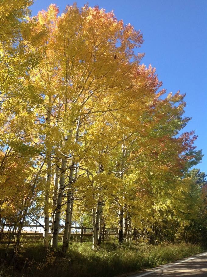 1265215_932233370356_2091789373_o