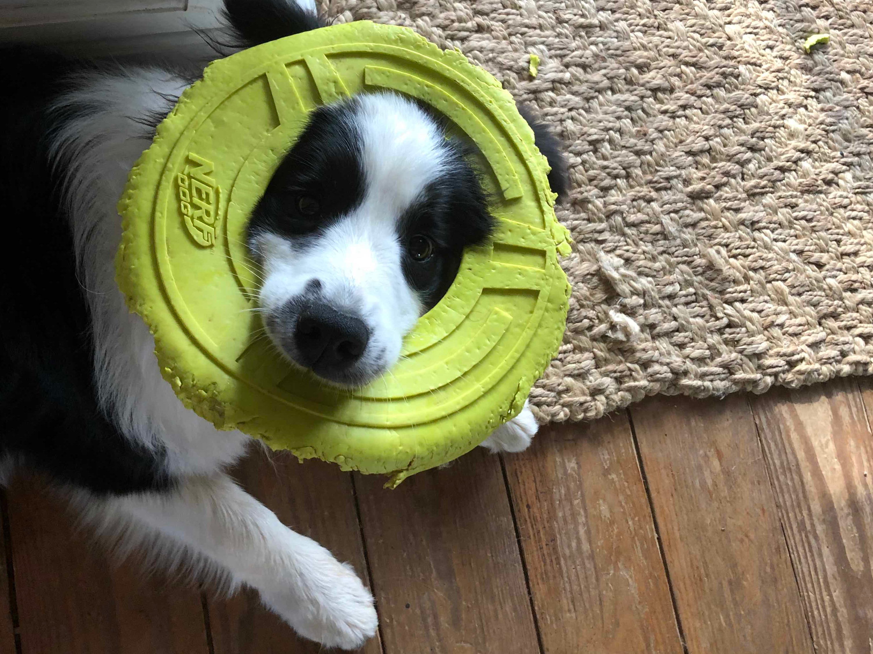 Frisbee Head